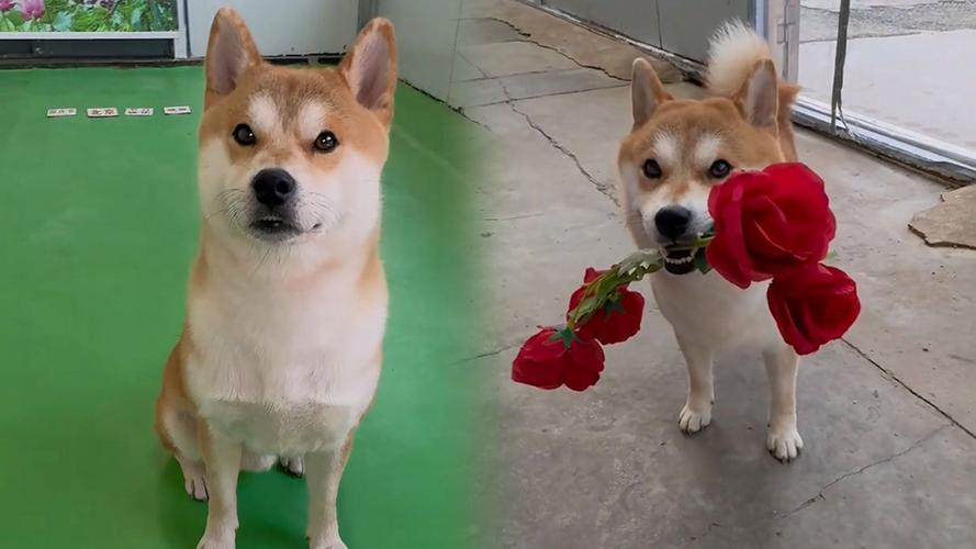 百万玩家都在玩宠物精灵王,你还在等什么?