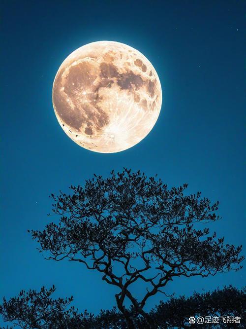 寻找月下40部？这里有你需要的下载地址