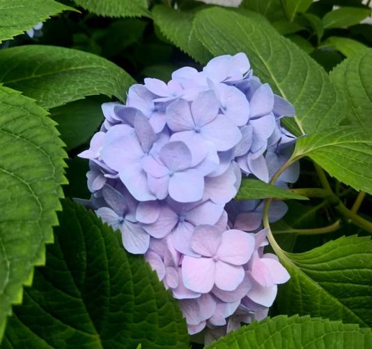 新手必看：一夏之花游戏玩法及角色介绍