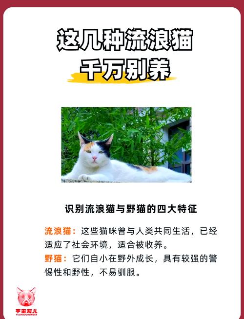 如何下载野猫？最全下载途径及技巧分享