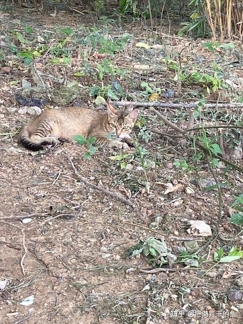 如何下载野猫？最全下载途径及技巧分享