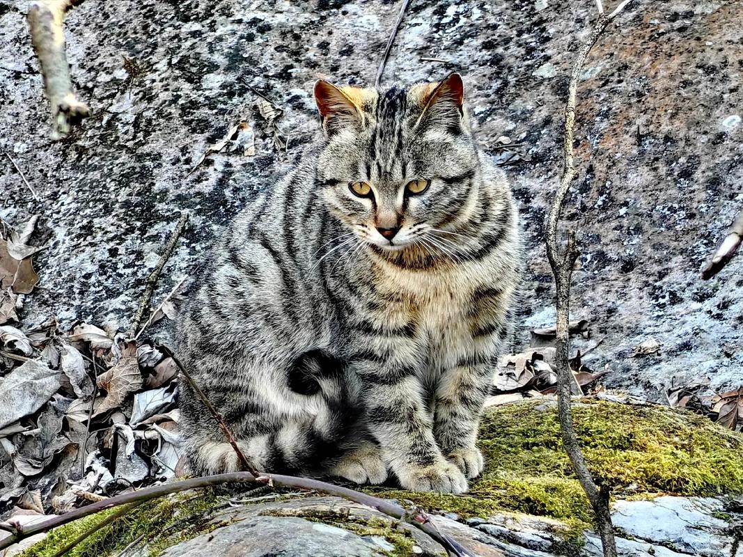 如何下载野猫？最全下载途径及技巧分享