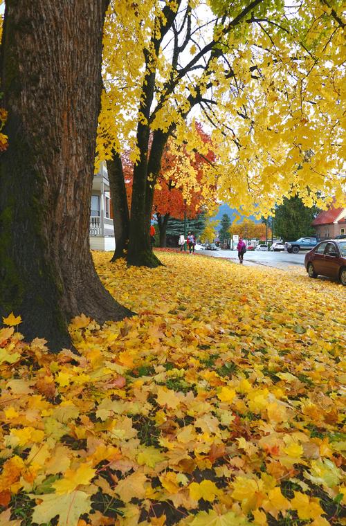 枫之恋如何下载？官方渠道和注意事项详解！