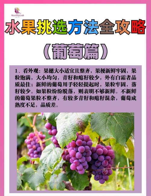 葡萄成熟时在哪下载?看完这篇你就知道了!