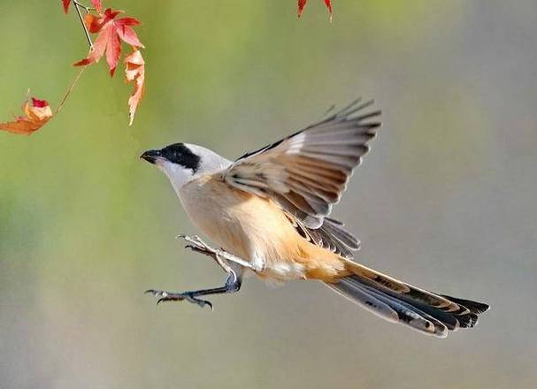 劳燕分飞中的劳是什么意思？古诗词中经常出现！