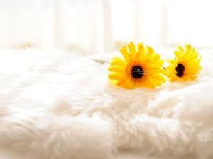 想用向日葵？官方下载安装安卓版，安全又放心！