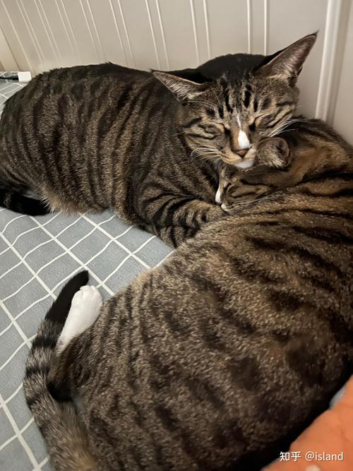 稻妻区域动物拍摄指南：四张照片怎么拍才好看？