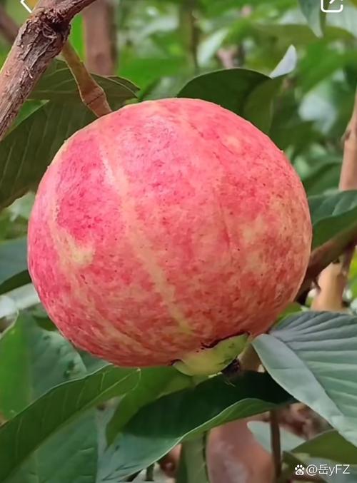 什么水果招蚊子?不想被咬就少吃这些水果!