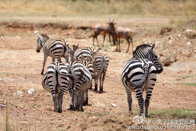 蚂蚁庄园:斑马线名字的由来,和斑马有关吗?