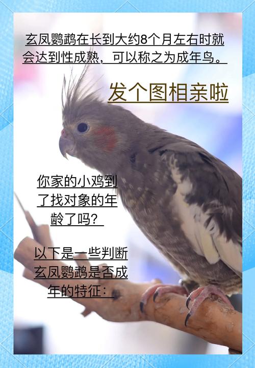 小鸡庄园今天答案最新,快来看看今天的正确答案是什么!