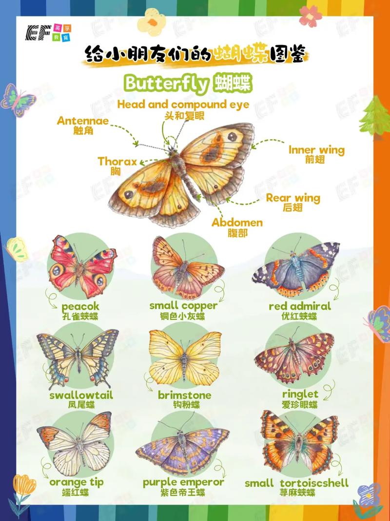 蝴蝶怎么吃东西？原来蝴蝶辨别食物味道用身体这个部位！