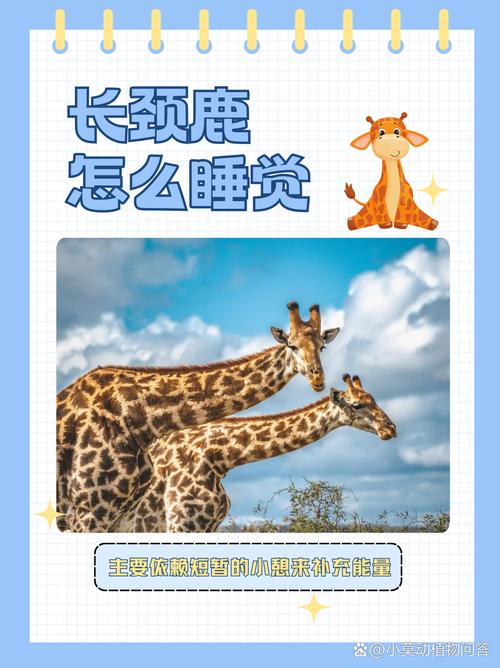 长颈鹿每天的睡眠时间是多久?看完你就知道了!