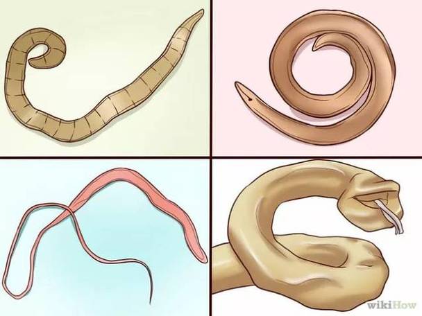 内部寄生虫如何下载?看这里,资源获取全攻略!