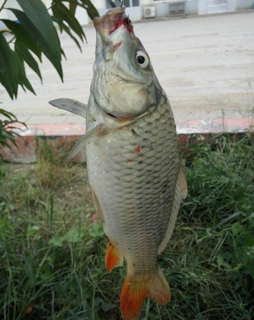 变异鱼在哪钓?这些地方出鱼几率非常高!