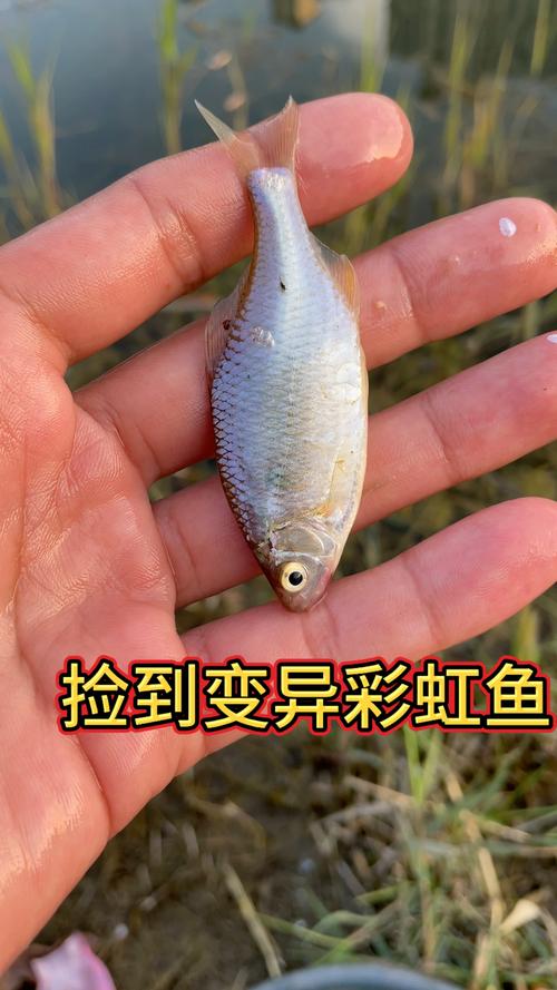 变异鱼在哪钓?这些地方出鱼几率非常高!