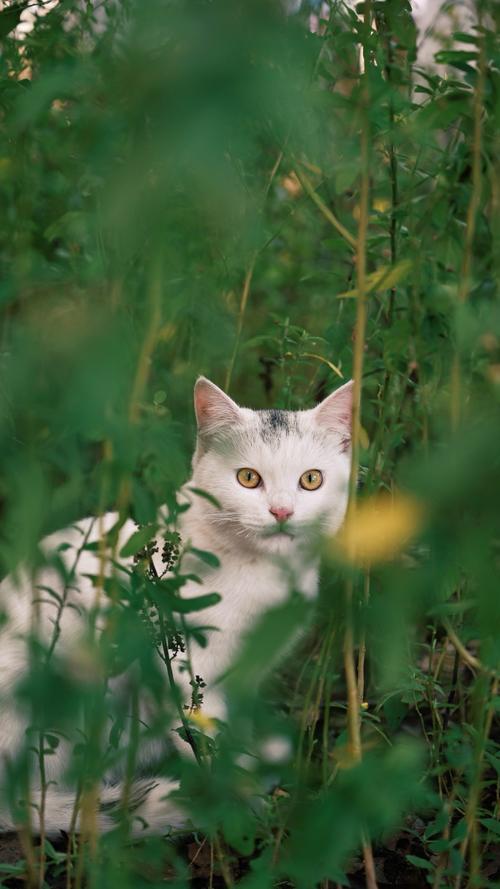小野猫N上下载地址大全,这里有你想要的资源!
