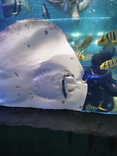 暗水鳐鱼生活在哪里?这种鱼稀有吗?