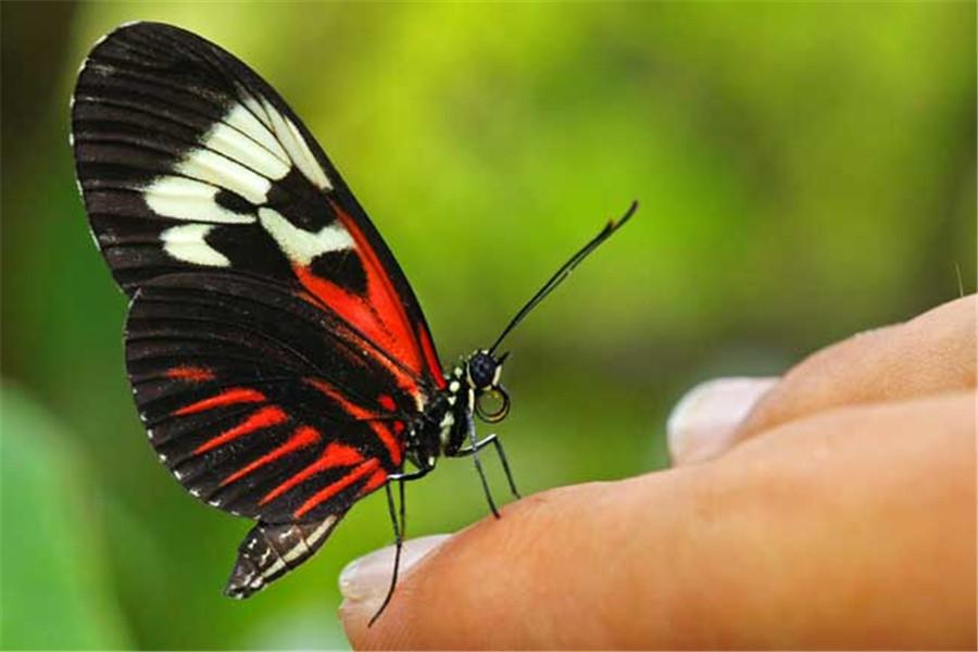 蝴蝶怎么吃东西？原来蝴蝶辨别食物味道用身体这个部位！