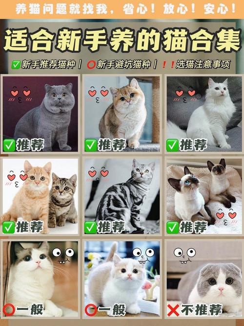 捡到千年猫怎么下载?超详细的下载教程看这里!