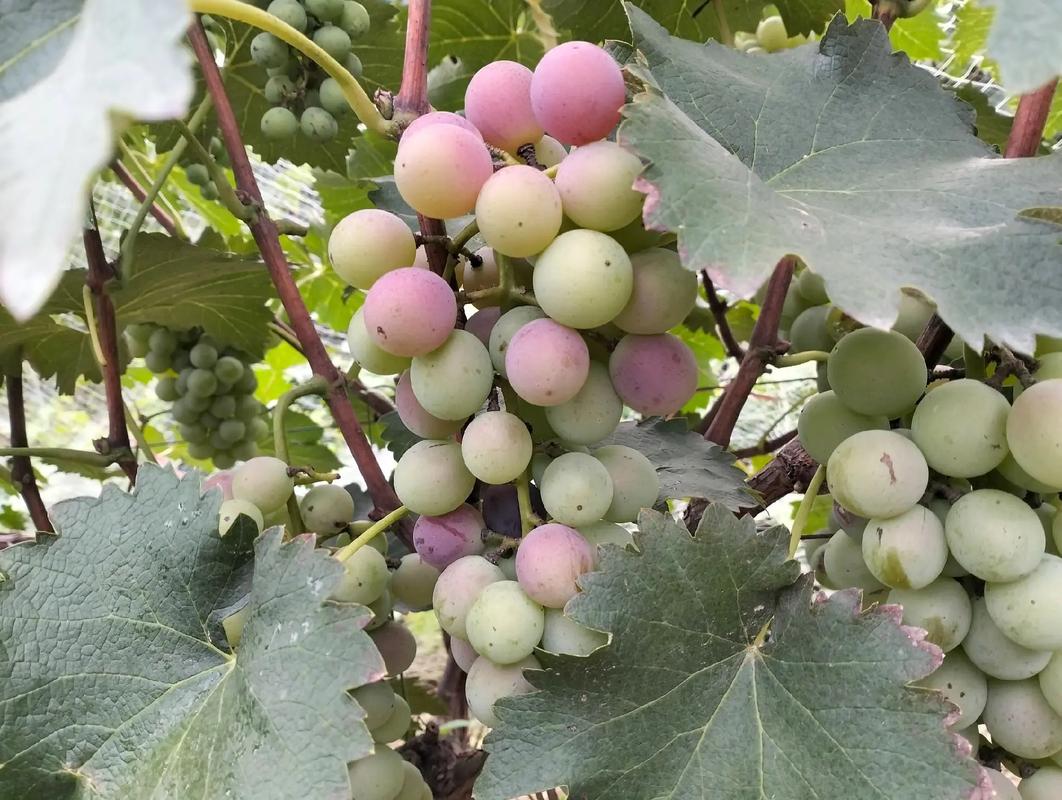 葡萄成熟时在哪下载?看完这篇你就知道了!