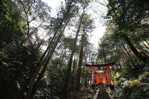 五谷神稻荷Inari都有哪些版本?一篇文章告诉你!