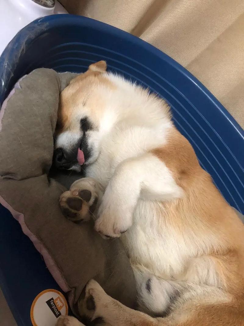 人狗情未了最新版免费观看：高清资源在线看