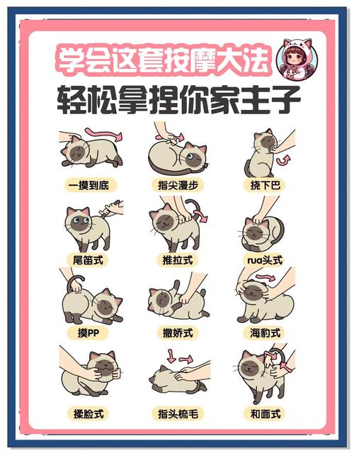 喵喵岛3游戏攻略大全：新手必看玩法技巧详解