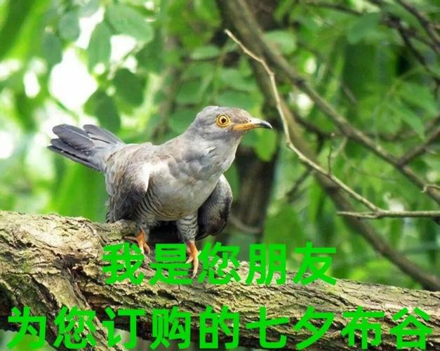 七夕和布谷鸟:今年七夕怎么过才最有趣?