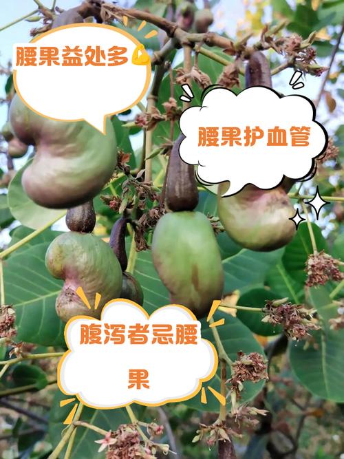 腰果放久了还能吃吗?过期腰果的风险及辨别方法