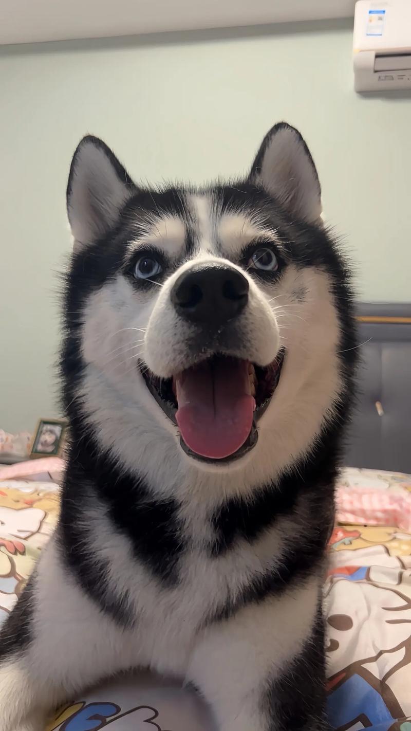 想体验速度与激情？来玩极速哈士奇吧！