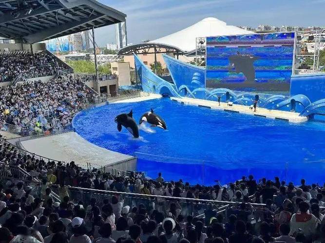海豚秀：一场人与自然和谐的盛宴