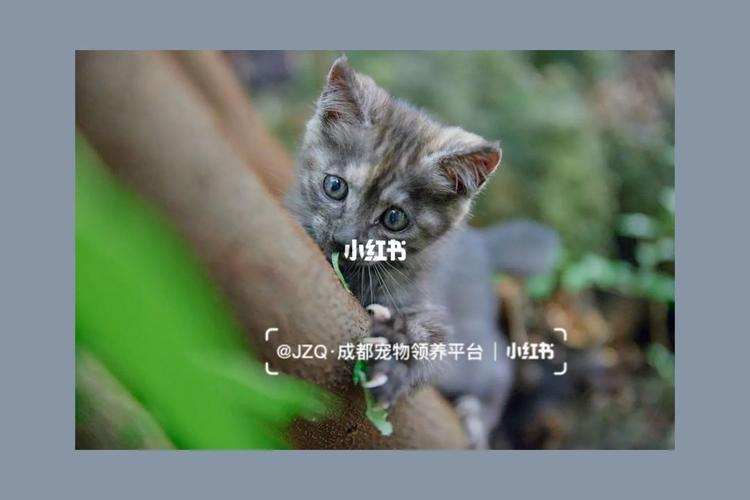 捡到千年猫下载失败?解决方法及下载途径