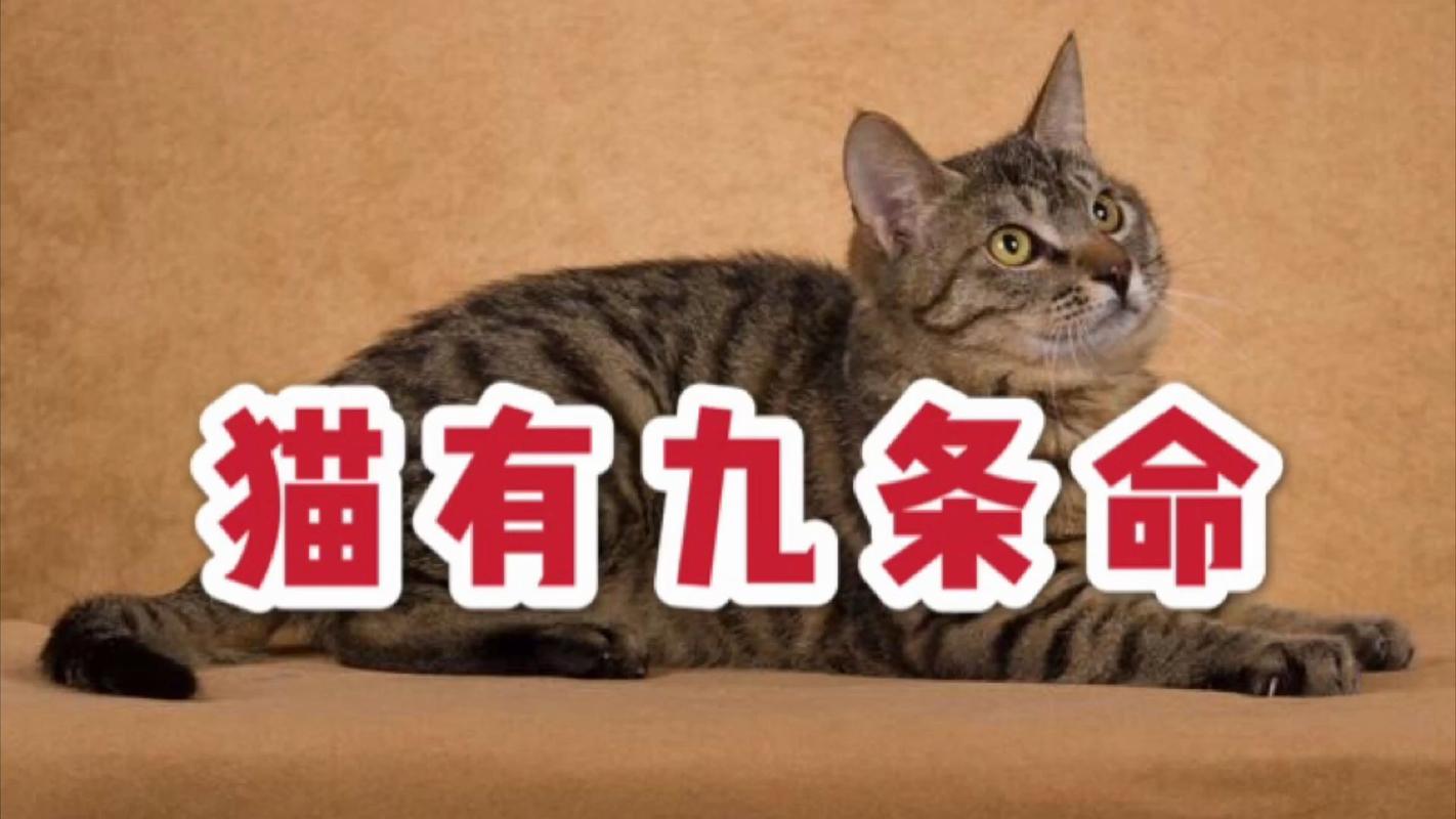 俗话说猫有九条命，蚂蚁庄园告诉你答案，是真的吗？