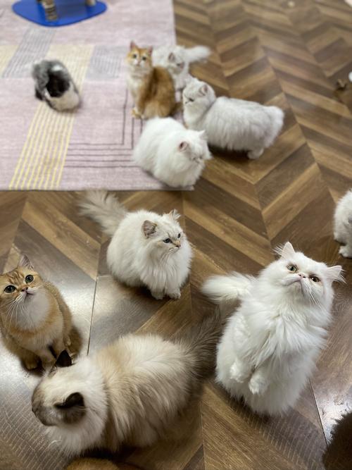 喵喵岛3游戏攻略大全：新手必看玩法技巧详解