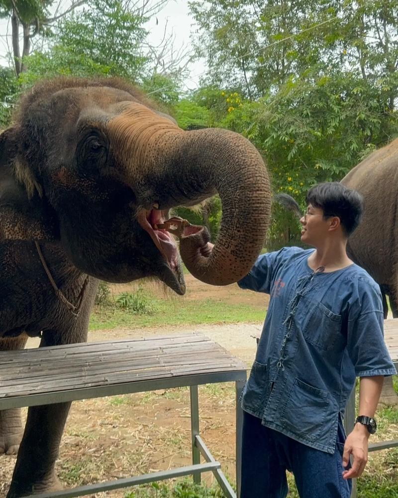 大象怕晒太阳吗?它们有哪些神奇的防晒方法?