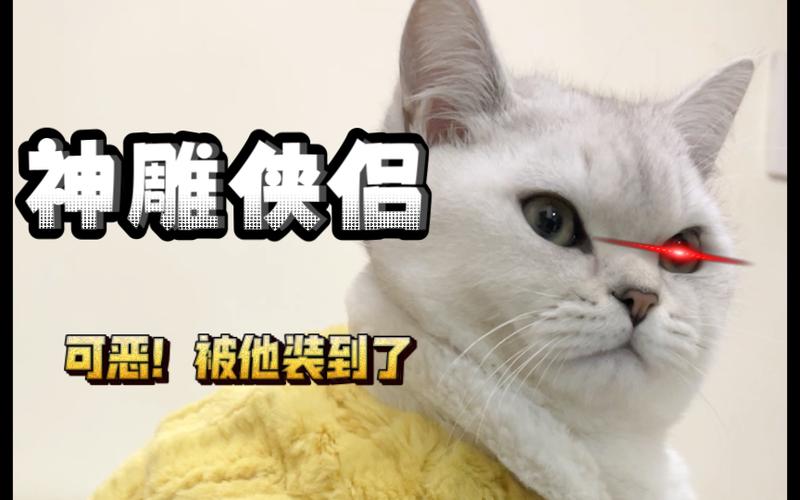 捡到千年猫杨过游戏好玩吗？新手玩家体验分享