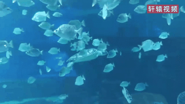 下载水族馆动态桌面壁纸：打造个性化手机屏幕