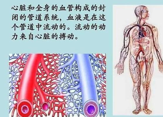 解密血环:棘皮动物体内管道之谜