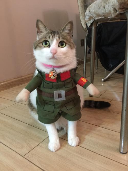 第八区新宠物警长来袭，参与活动轻松获得！