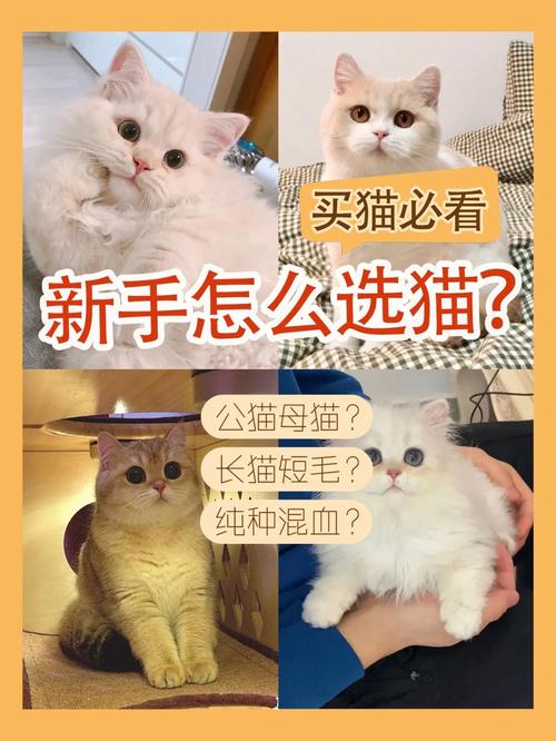 如何快速下载甄恬的冰激凌？新手玩家必看攻略