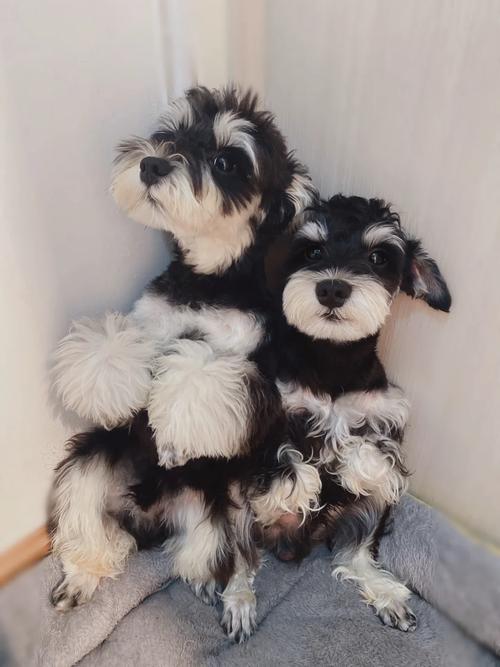 第八区新宠物警长来袭，参与活动轻松获得！