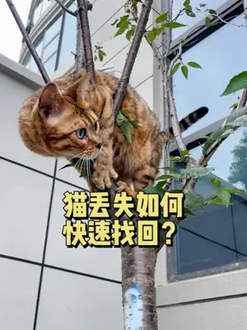 当你的猫咪更新地址找不到怎么办？解决方法都在这里！