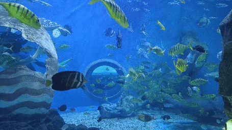 下载水族馆动态桌面壁纸：打造个性化手机屏幕