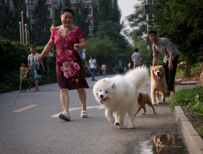 人狗情未了最新版免费观看：高清资源在线看