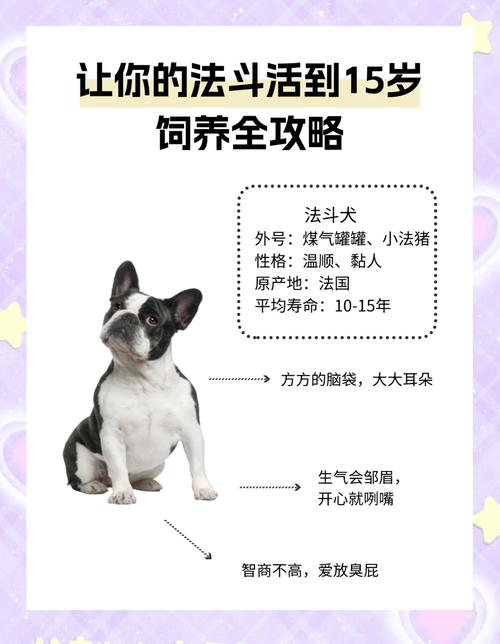 如何快速内丹领悟？宠物培养进阶指南