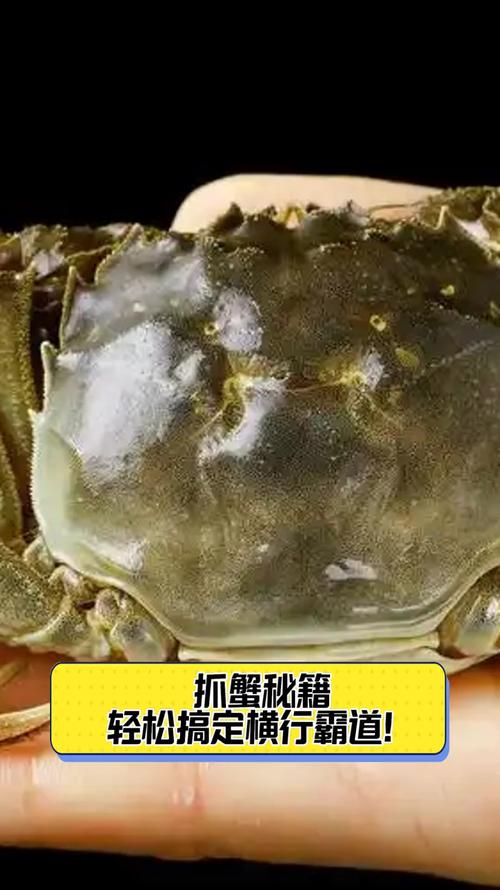 终极螃蟹大战:谁才是横行霸道的蟹王?