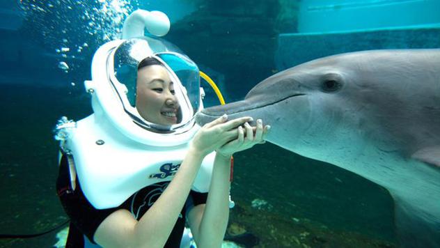 海豚秀：一场人与自然和谐的盛宴