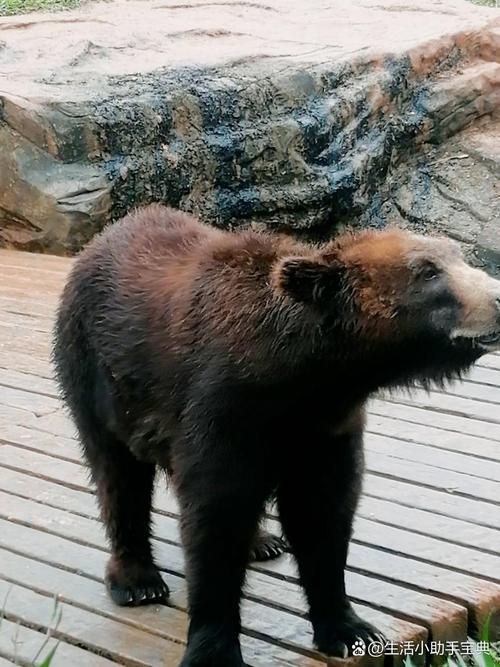 大象怕晒太阳吗?它们有哪些神奇的防晒方法?