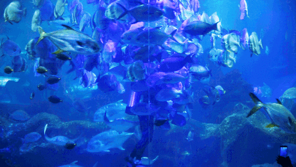 下载水族馆动态桌面壁纸：打造个性化手机屏幕