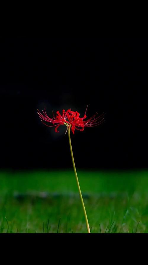 彼岸花版本大全：不同版本彼岸花的精彩呈现